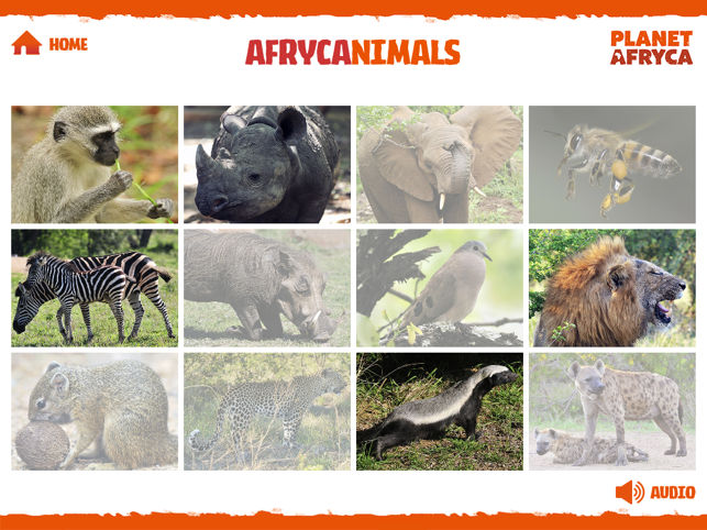 Afrycanimals(圖5)-速報App