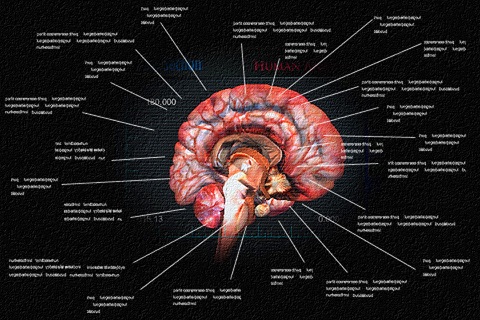 Brain Section 3D screenshot 4