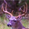 This is the most feature packed collection of Deer calls & sounds on iTunes