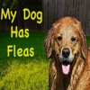 My Dog Has Fleas