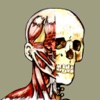 Flash Anatomy Head & Neck Muscles - Free