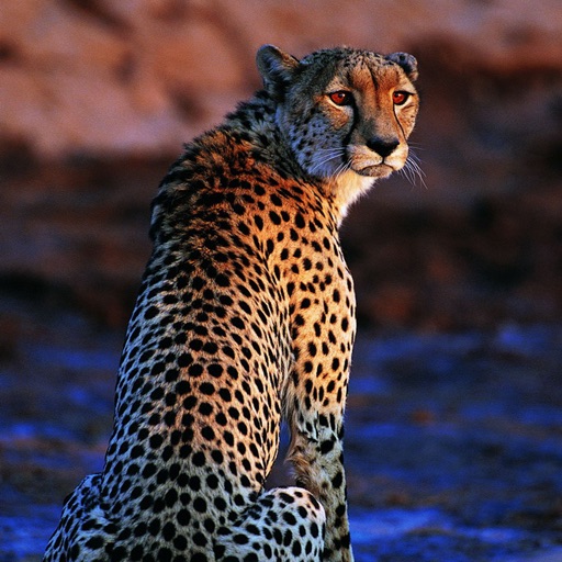 Leopard