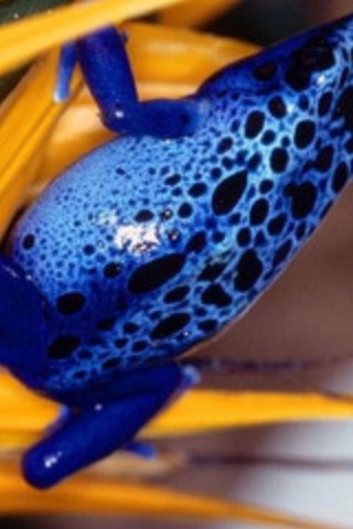 Poison Frog Gallery (Free) screenshot 2