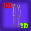 3D Medical Leg Skeleton HD