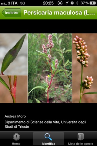 Guida alle piante palustri del Parco Regionale delle Alpi Apuane screenshot 4