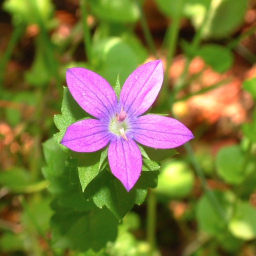 Flower Power icon