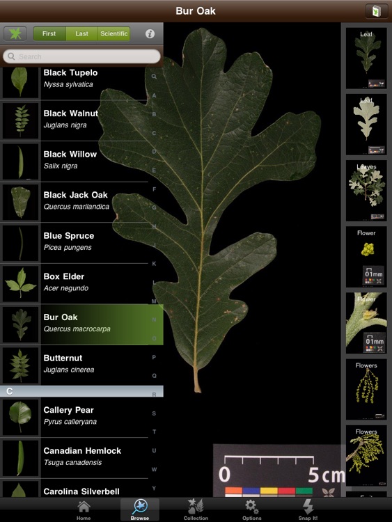 Leafsnap For iPad