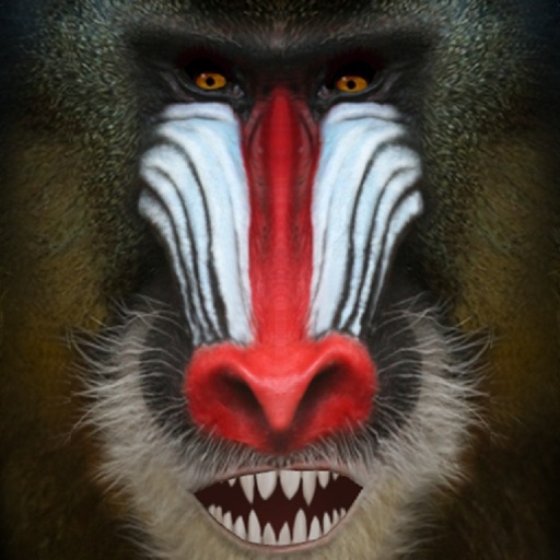 Talking Baboon