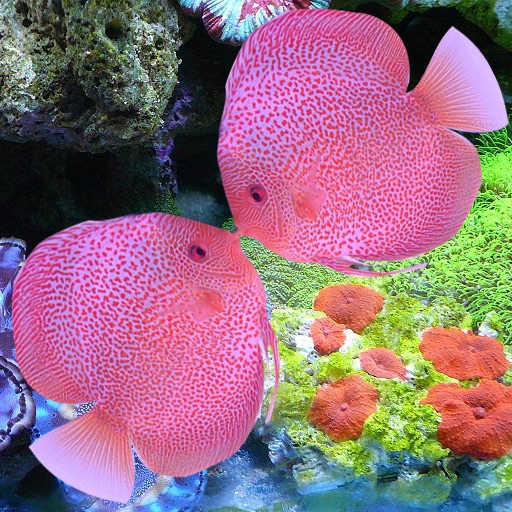 A Pair Of Kissing Fish Lite