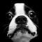 Educational & Fun, Bostons brings you the cutest Boston Terrier Photos, Videos and Fun Facts together in a fantastically fun application