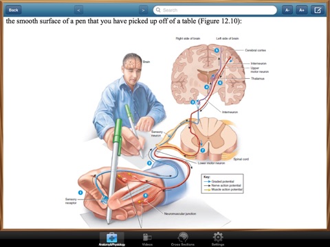 Anatomy and Physiology screenshot 4
