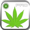 Cannabis Laws Pro