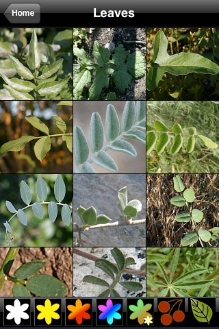 SGMPlants - Plants of the San Gabriel Mountains screenshot 4