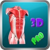 3D Human Body Muscle_HD