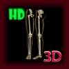3D Human Leg Skeleton Pro