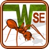 Ant Wars icon