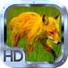 Fox Hunting Sniper Rush PRO