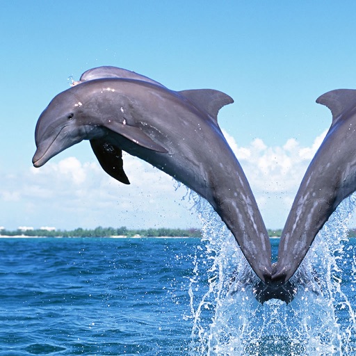 Dolphins! icon