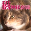 猫神経衰弱