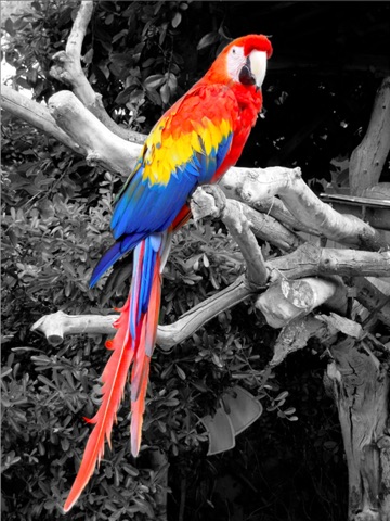 iSplash Pro HD - Pic Editor for Color & Black & White Studio Photography Filter for iPhone and iPod Touch screenshot 3
