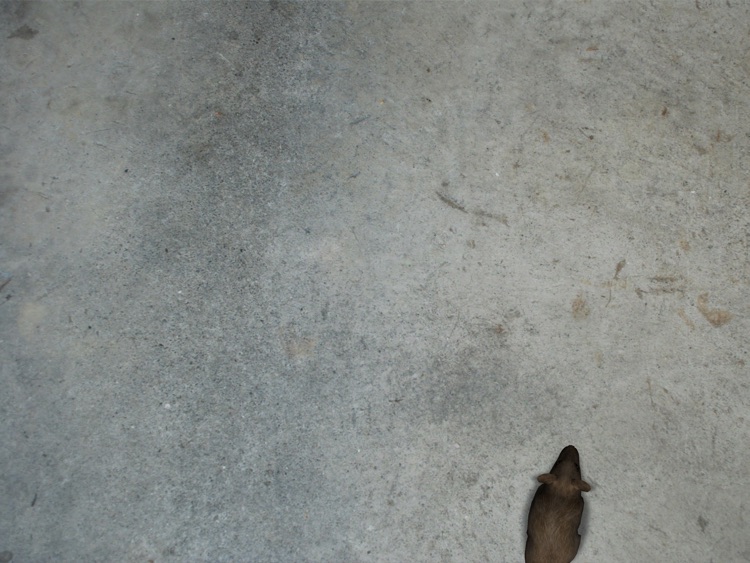 Catpad - Cats love to catch the mouse