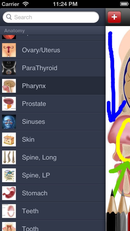 Med Sketch: Anatomy Drawing App