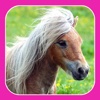 A Pet Pony HD