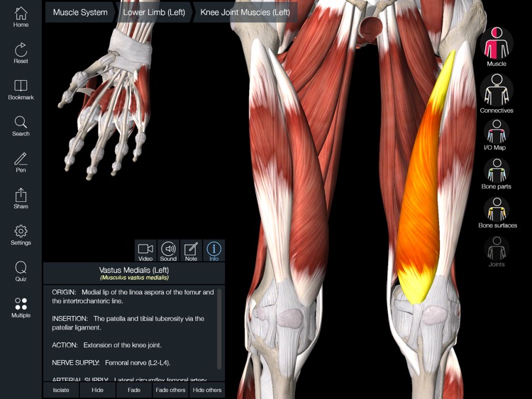 Essential Muscle + Skeleton Anatomy