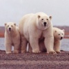 Mr. Bear and Family