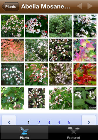 Plant Pictures - Plant Picture Guide for Gardeners and Landscapers screenshot 3