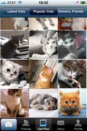 Cat Pics