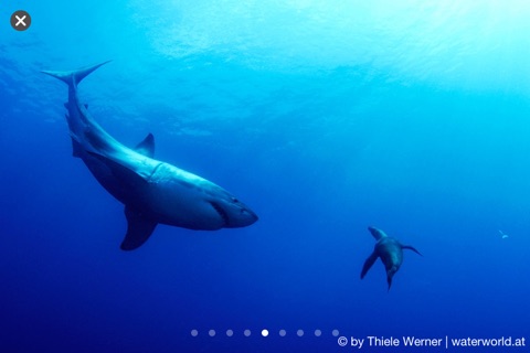 Sharkproject screenshot 3