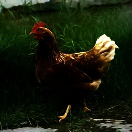 Chicken Clucking - Sounds, Ringtones, Alerts and Alarms from the Farm Icon
