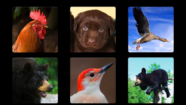 Let's Hear the Animals! (Animal Sounds) HD