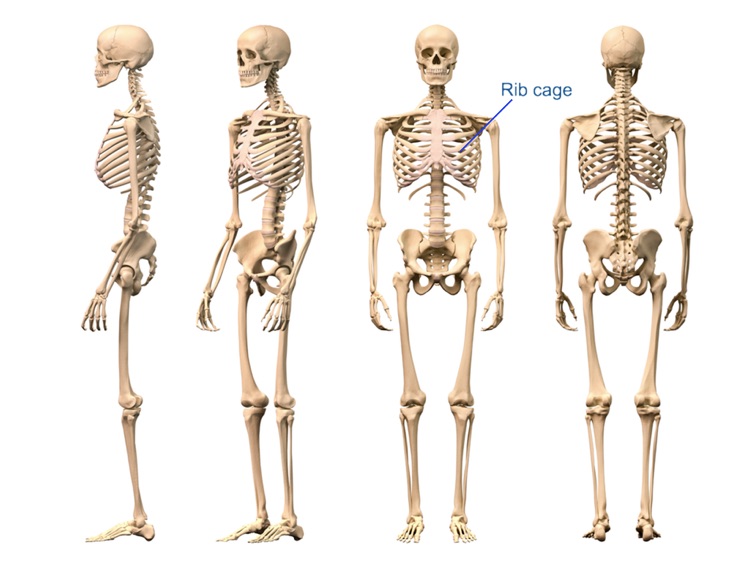 The Human Skeletal System HD screenshot-3