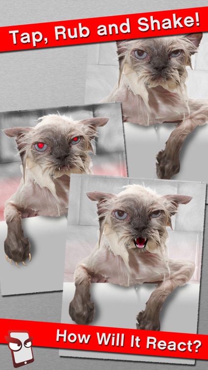 AngryCat Free - The Angry Cat Simulator