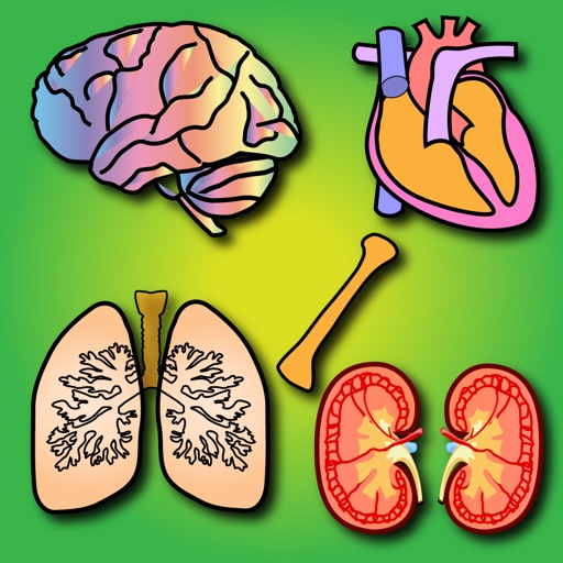 Los órganos del cuerpo para niños: Enseña a los niños en el hogar y en las aulas, alrededor de diecisiete diferentes órganos (cerebro, el páncreas, los riñones y muchos más) Icon