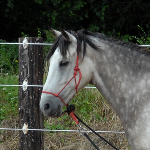 Riding Exercises 2 - Horsemanship, Dressage and Showjumping icon