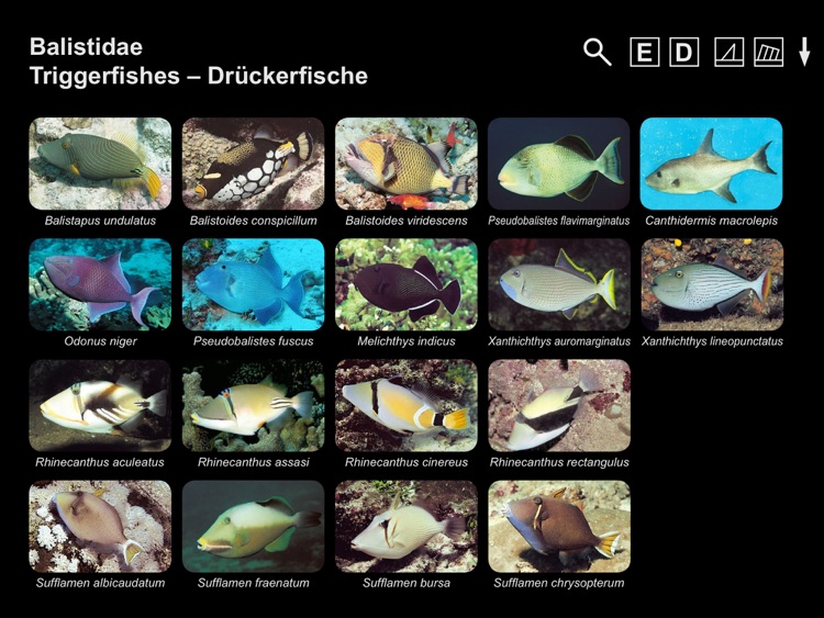 Helmut Debelius: Indian Ocean & Red Sea Fish Guide