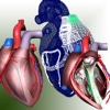 3D Heart