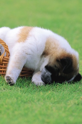 Puppy Wallpapers & Backgrounds HD for iPhone screenshot 2