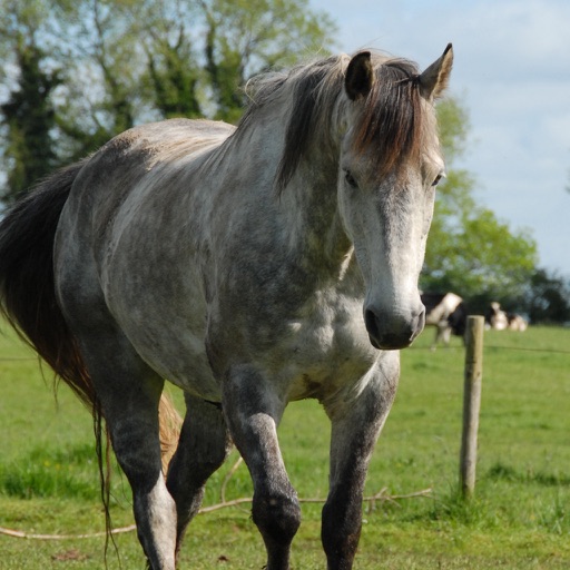 Horse Back Riding Sayings - Equestrian Horsemanship App iOS App