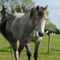 Horse Back Riding Sayings - Equestrian Horsemanship App