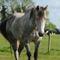*** FREE HORSE RIDING LESSON
