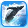 REAL WHALES  Find the cetacean!