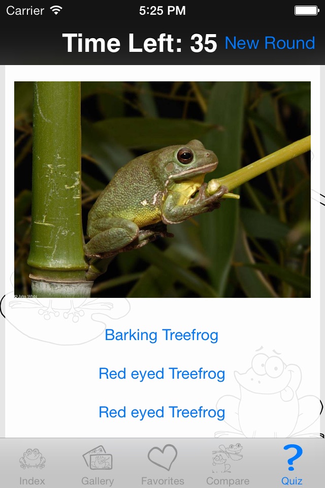My Favorite Froggy screenshot 4