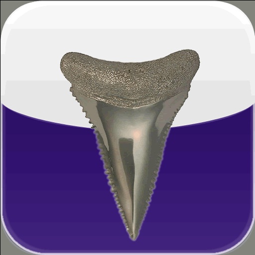 Shark Tooth Guide