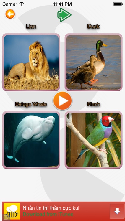 Animal Sound Quiz
