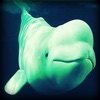 Beluga Whale - Cold Ocean Sounds Ringtones and Alert Noises