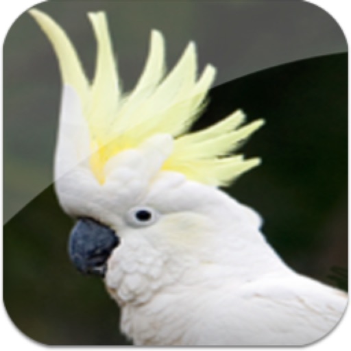 Birdy Brain iOS App
